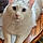 Gus