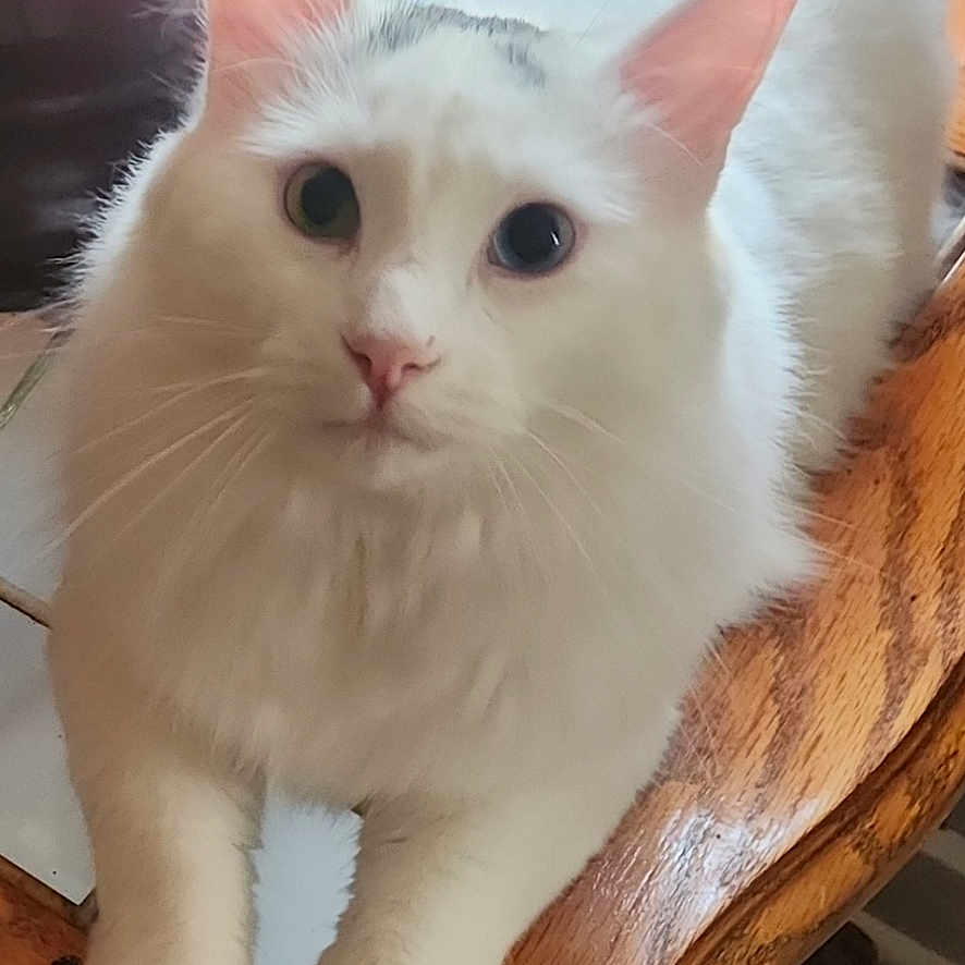 Gus