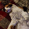 Nala participe au concours pour gagner de l'argent avec cette photo : angora, animal, bed, blanket, bodypart, canine, cat, couch, cushion, furniture, homedecor, indoors, kitten, manx, mouth, person, pet, quilt, siamese, sleeping