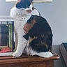 Nala participe au concours pour gagner de l'argent avec cette photo : abyssinian, angora, animal, cat, document, drawer, furniture, hardwood, indoors, interiordesign, kitten, lamp, manx, pet, receipt, stainedwood, text, window, windowsill, wood
