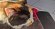 Nala a rejoint le concours — aidez-le/la à gagner de superbes lots ! animal, blanket, cat, couch, cushion, furniture, homedecor, indoors, interiordesign, kitten, manx, mat, person, pet, quilt, racket, sleeping, sport, tennis, tennisracket