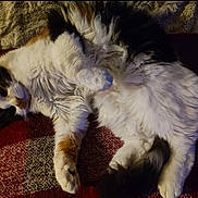 Nala a rejoint le concours — aidez-le/la à gagner de superbes lots ! angora, animal, blanket, canine, cat, couch, cushion, dog, furniture, homedecor, hound, indoors, kitten, manx, person, pet, puppy, quilt, siamese, sleeping