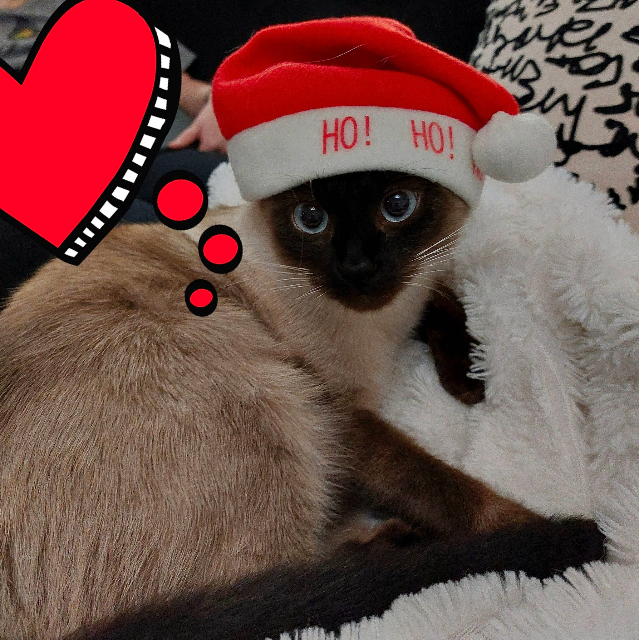 Calypso participe au concours pour gagner de l'argent avec cette photo : balinese, carnivore, cat, cat_bed, cat_supply, comfort, costume_hat, eyewear, fawn, felidae, foot, glasses, hat, siamese, small_to_medium_sized_cats, snout, tail, textile, thai, whiskers