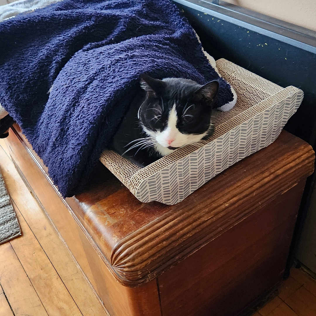 Quincy joined the competition — help win amazing prizes! black_and_white, blanket, cat, comfortable, cozy, domestic_animal, floor, fur, furniture, home, indoor, pet, quiet, relaxed, resting, scratcher, sleepy, tail, whiskers, wooden_chest