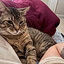 cat, tabby_cat, pet, indoor, bed, blanket, tattoo, fur, whiskers, relaxation, closeup, comfort, resting, striped, animal, domestic_cat, human_arm, soft, cozy, sleepy