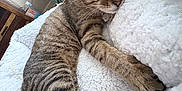 Le Otelo joined the competition — help win amazing prizes! cat, tabby_cat, sleeping, fluffy_blanket, cozy, indoor, pet, feline, relaxed, stretching, paw, striped_fur, household, furniture, couch, person, casual, resting, home, comfort
