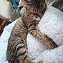 cat, tabby_cat, sleeping, fluffy_blanket, cozy, indoor, pet, feline, relaxed, stretching, paw, striped_fur, household, furniture, couch, person, casual, resting, home, comfort