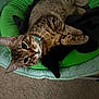 cat, tabby, pet_bed, green, blanket, indoor, feline, whiskers, relaxed, curious, fur, animal, cozy, carpet, collar, cute, resting, bed, domestic, mammal