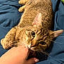 cat, tabby, pet, animal, hand, playful, whiskers, bed, blanket, cozy, cute, feline, domestic, fur, ears, claws, resting, indoor, closeup, interaction