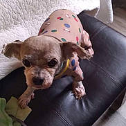 Levi joined the competition — help win amazing prizes! animal, bench, blanket, clothing, curious, cute, dog, domestic, ears, floor, fur, furniture, indoor, leather, looking, pet, polka_dots, quilted, small_dog, tiny