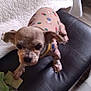 animal, bench, blanket, clothing, curious, cute, dog, domestic, ears, floor, fur, furniture, indoor, leather, looking, pet, polka_dots, quilted, small_dog, tiny