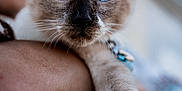 Charlotte joined the competition — help win amazing prizes! cat, siamese_cat, blue_eyes, pet, close_up, animal, feline, whiskers, paw, person_holding, domestic_animal, fur, portrait, indoor, focus, cute, face, ears, collar, soft_light