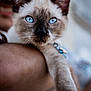 cat, siamese_cat, blue_eyes, pet, close_up, animal, feline, whiskers, paw, person_holding, domestic_animal, fur, portrait, indoor, focus, cute, face, ears, collar, soft_light