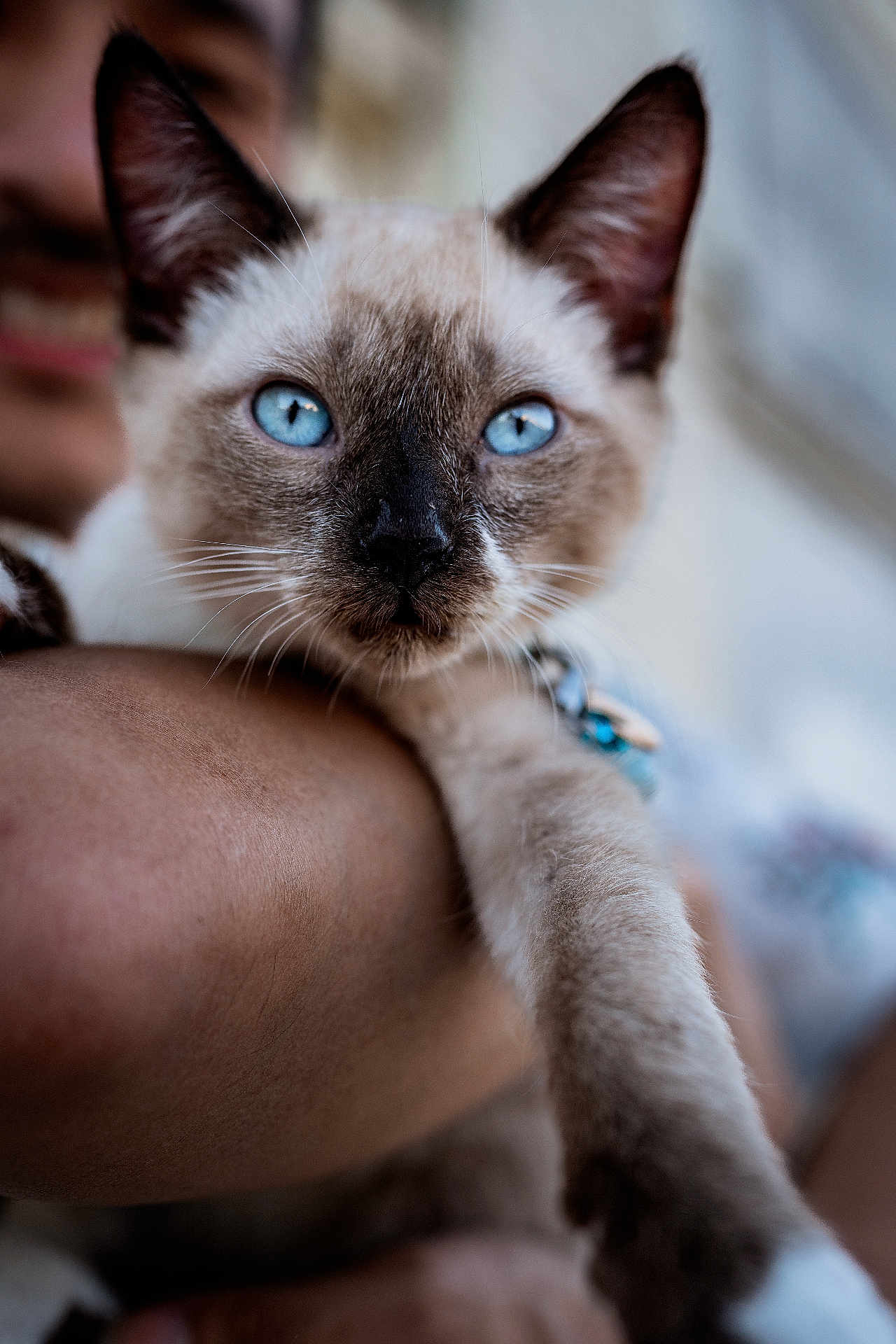 Charlotte joined the competition — help win amazing prizes! cat, siamese_cat, blue_eyes, pet, close_up, animal, feline, whiskers, paw, person_holding, domestic_animal, fur, portrait, indoor, focus, cute, face, ears, collar, soft_light