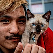Charlotte joined the competition — help win amazing prizes! man, cat, siamese_cat, blue_eyes, portrait, close_up, mustache, blond_hair, feline, pet, collar, bell, hand, face, window, red_clothing, indoor, whiskers, young_adult, animal