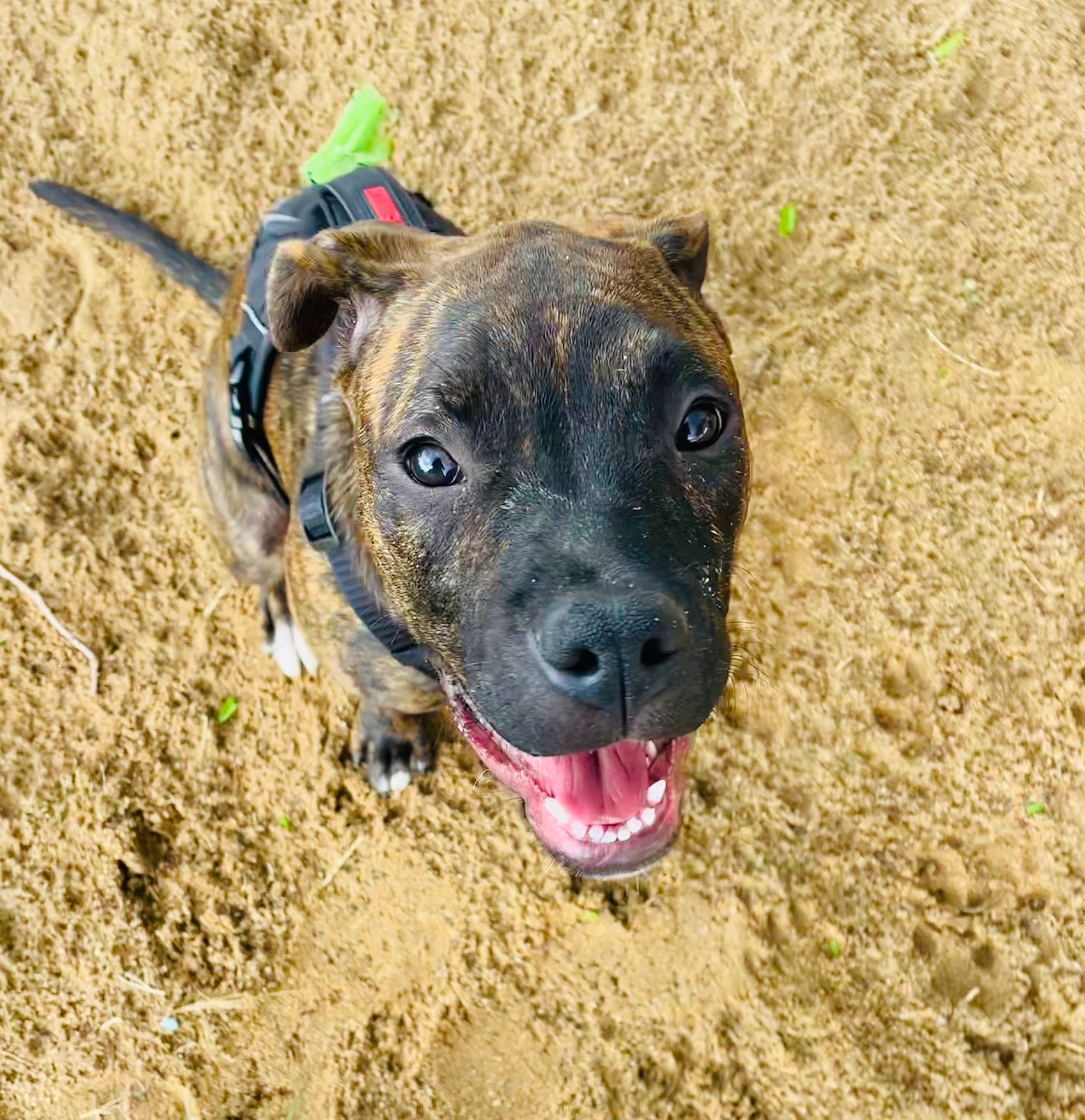 Iota joined the competition — help win amazing prizes! canidae, carnivore, collar, companion_dog, dog, dog_breed, dog_collar, fashion_accessory, fawn, guard_dog, landscape, non_sporting_group, pet_supply, snout, soil, sporting_group, terrestrial_animal, whiskers, working_animal, working_dog