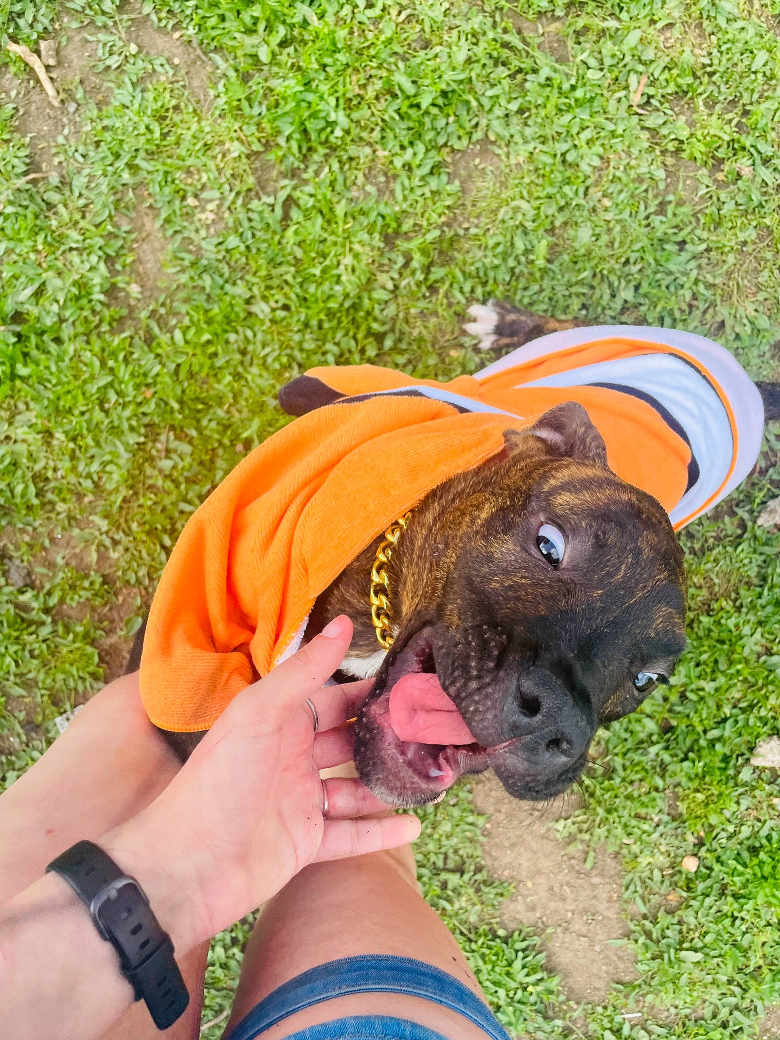 Iota is registered to the contest to win money with this photo: canidae, carnivore, collar, companion_dog, dog, dog_breed, fawn, grass, hat, liver, plant, snout, sporting_group, sun_hat, sunglasses, tail, terrestrial_animal, wildlife, working_animal, wrinkle