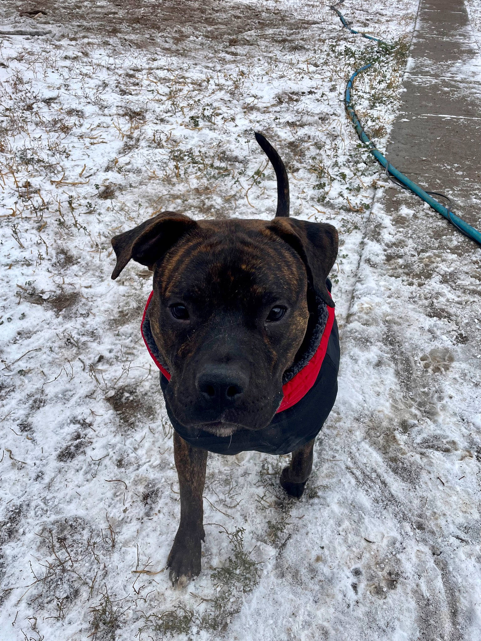 Iota is registered to the contest to win money with this photo: canidae, carnivore, collar, companion_dog, dog, dog_breed, dog_collar, fawn, freezing, guard_dog, leash, pet_supply, precipitation, snout, snow, sporting_group, tail, whiskers, winter, working_animal