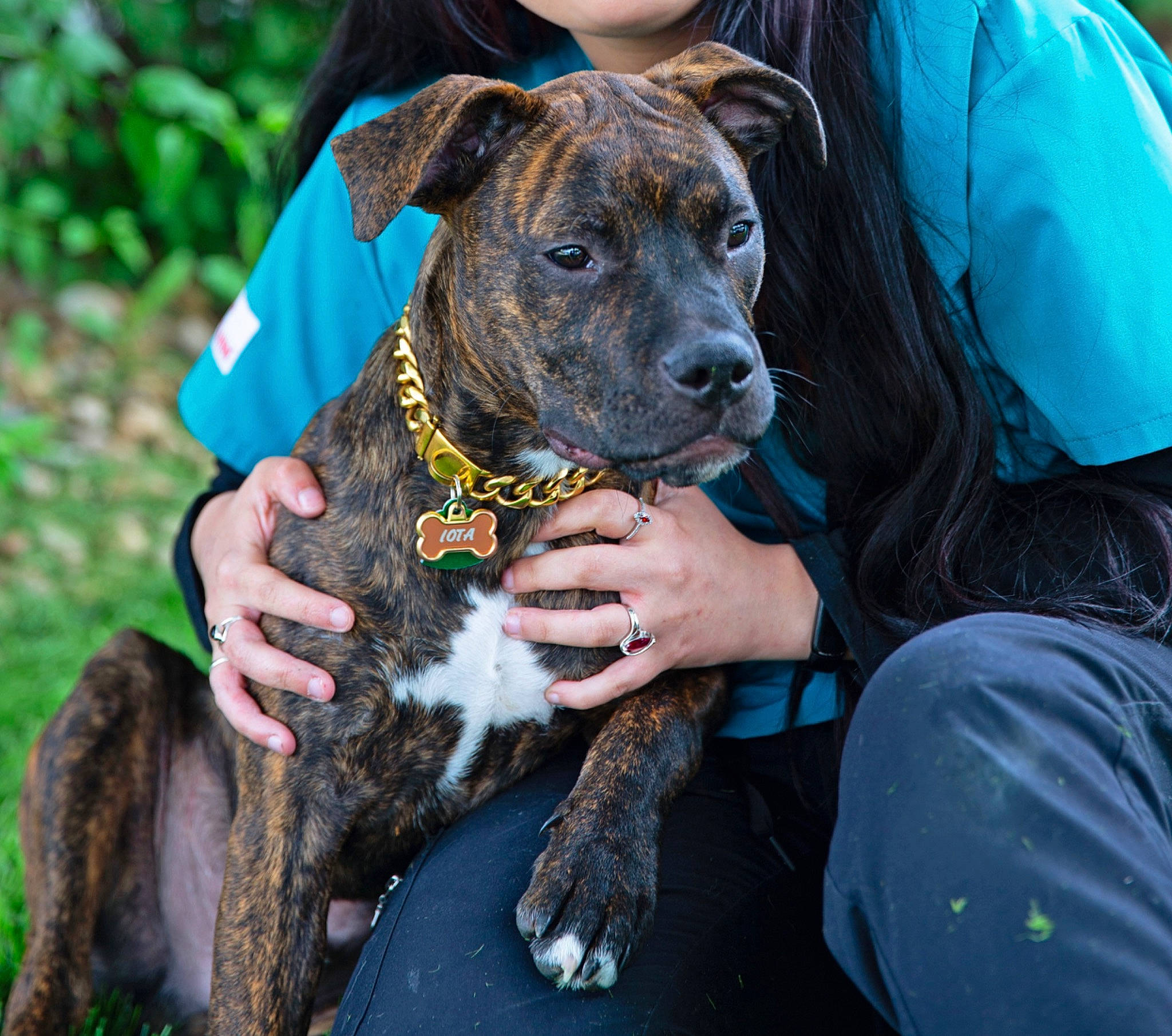 Iota is registered to the contest to win money with this photo: canidae, carnivore, collar, companion_dog, dog, dog_breed, dog_collar, dog_supply, fawn, fur, guard_dog, hat, hunting_dog, pet_supply, plant, sporting_group, t_shirt, toy_dog, working_animal, working_dog