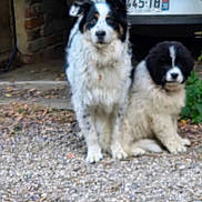 Sam Et Bô participe au concours pour gagner de l'argent avec cette photo : dog, outdoor, gravel, car, animal, pet, fur, black_and_white, tail, sitting, two_dogs, cute, nature, home, yard, canine, domestic_animal, companion, friendship, blur