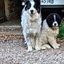 dog, outdoor, gravel, car, animal, pet, fur, black_and_white, tail, sitting, two_dogs, cute, nature, home, yard, canine, domestic_animal, companion, friendship, blur