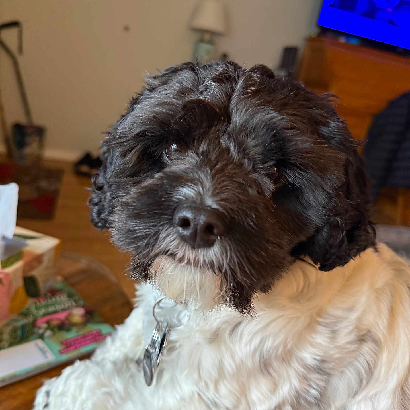 Opi joined the competition — help win amazing prizes! dog, indoor, pet, fluffy, black_and_white, curious, relaxed, furniture, lamp, television, table, collar, nose, fur, closeup, domestic, animal, companion, cozy, home