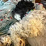 Opi is registered to the contest to win money with this photo: dog, sleeping, blanket, cozy, fur, paw, indoor, resting, black_and_white, curly_fur, comfortable, living_room, carpet, wooden_furniture, relaxation, pet, domestic_animal, close_up, nap, snuggle