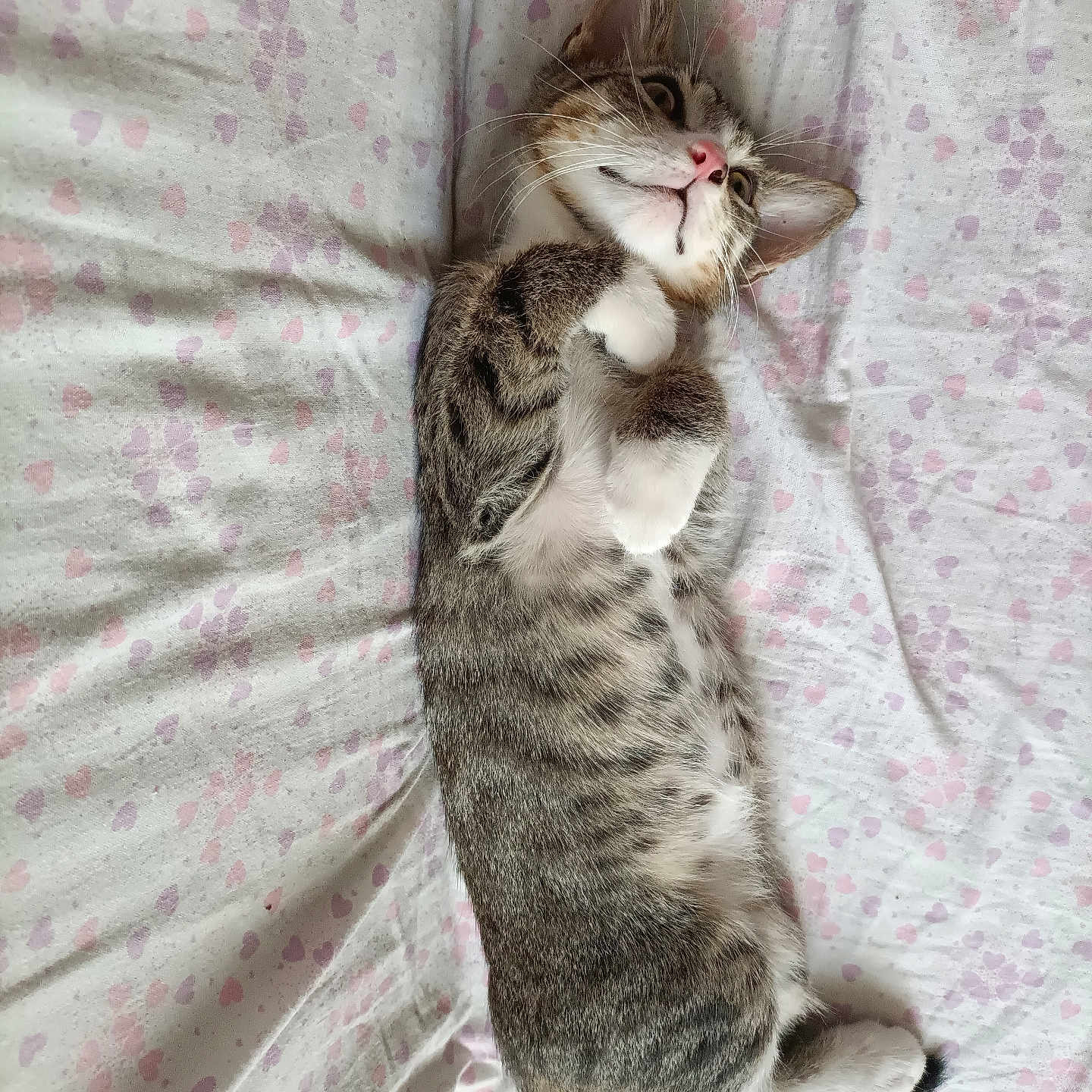 Satan participe au concours pour gagner de l'argent avec cette photo : kitten, cat, tabby, sleeping, bed, floral_pattern, cute, pet, feline, whiskers, pink_nose, paws, fur, indoor, resting, animal, young, cozy, playful, relaxed
