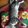 Satan participe au concours pour gagner de l'argent avec cette photo : cat, tabby_cat, floral_cushion, red_cushion, yellow_flowers, wooden_floor, rug, stretching, sleeping_cat, domestic_cat, pet, feline, relaxed, indoor, striped_fur, white_paws, resting, cozy, animal, cute