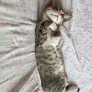 Satan a rejoint le concours — aidez-le/la à gagner de superbes lots ! cat, kitten, tabby, pet, animal, cute, lying_down, bed, bedding, floral_pattern, paws, fur, whiskers, ears, domestic_animal, sleepy, resting, indoor, cozy, soft