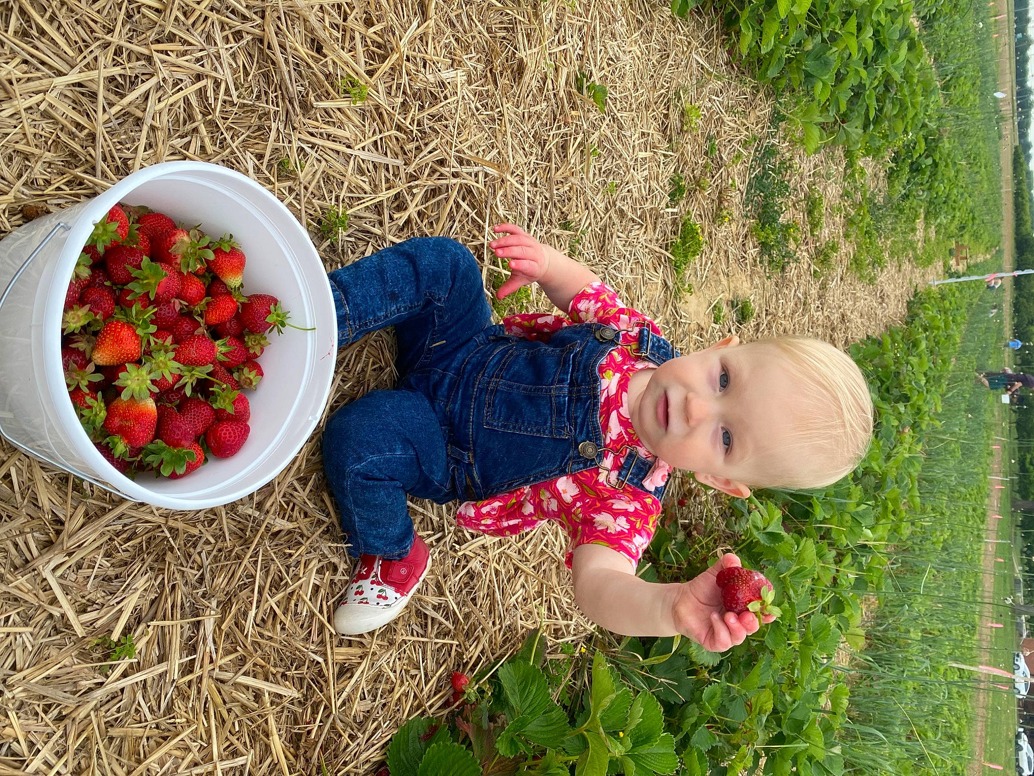 Alexandra joined the competition — help win amazing prizes! baby_toddler_clothing, berry, carmine, child, food, fruit, fun, garden, grass, happy, leaf, leisure, natural_foods, people_in_nature, person, petal, plant, strawberries, strawberry, superfood