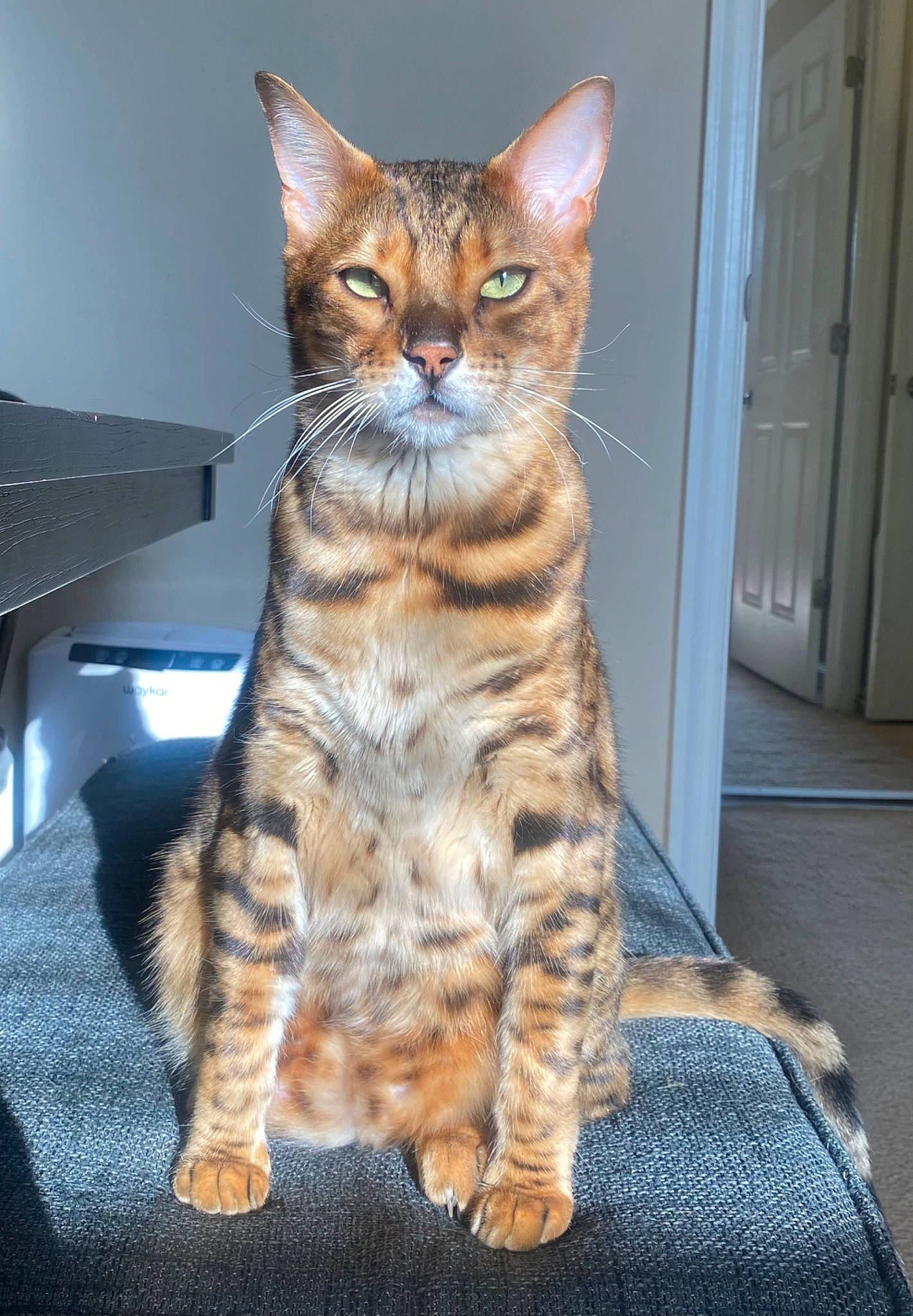 Kash joined the competition — help win amazing prizes! carnivore, cat, claw, computer_keyboard, domestic_short_haired_cat, door, door_handle, fawn, felidae, foot, fur, home_door, paw, sitting, small_to_medium_sized_cats, snout, tail, terrestrial_animal, whiskers, wildlife