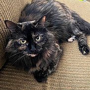 Peppa joined the competition — help win amazing prizes! cat, tortoiseshell, fluffy, pet, animal, feline, indoor, couch, furniture, brown, texture, resting, looking, eyes, whiskers, toy, comfortable, closeup, domestic, cute