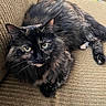 cat, tortoiseshell, fluffy, pet, animal, feline, indoor, couch, furniture, brown, texture, resting, looking, eyes, whiskers, toy, comfortable, closeup, domestic, cute