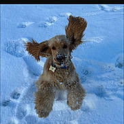 Ulio participe au concours pour gagner de l'argent avec cette photo : animal, ball, canine, cockerspaniel, dog, face, goldenretriever, head, hound, nature, outdoors, pet, poodle, puppy, snow, sport, tennis, tennisball, terrier, winter