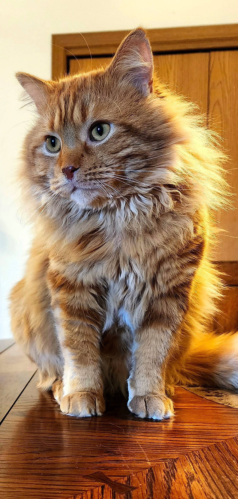 Dusty is registered to the contest to win money with this photo: british_longhair, carnivore, cat, claw, domestic_short_haired_cat, fawn, felidae, flooring, fur, maine_coon, small_to_medium_sized_cats, snout, tail, terrestrial_animal, whiskers