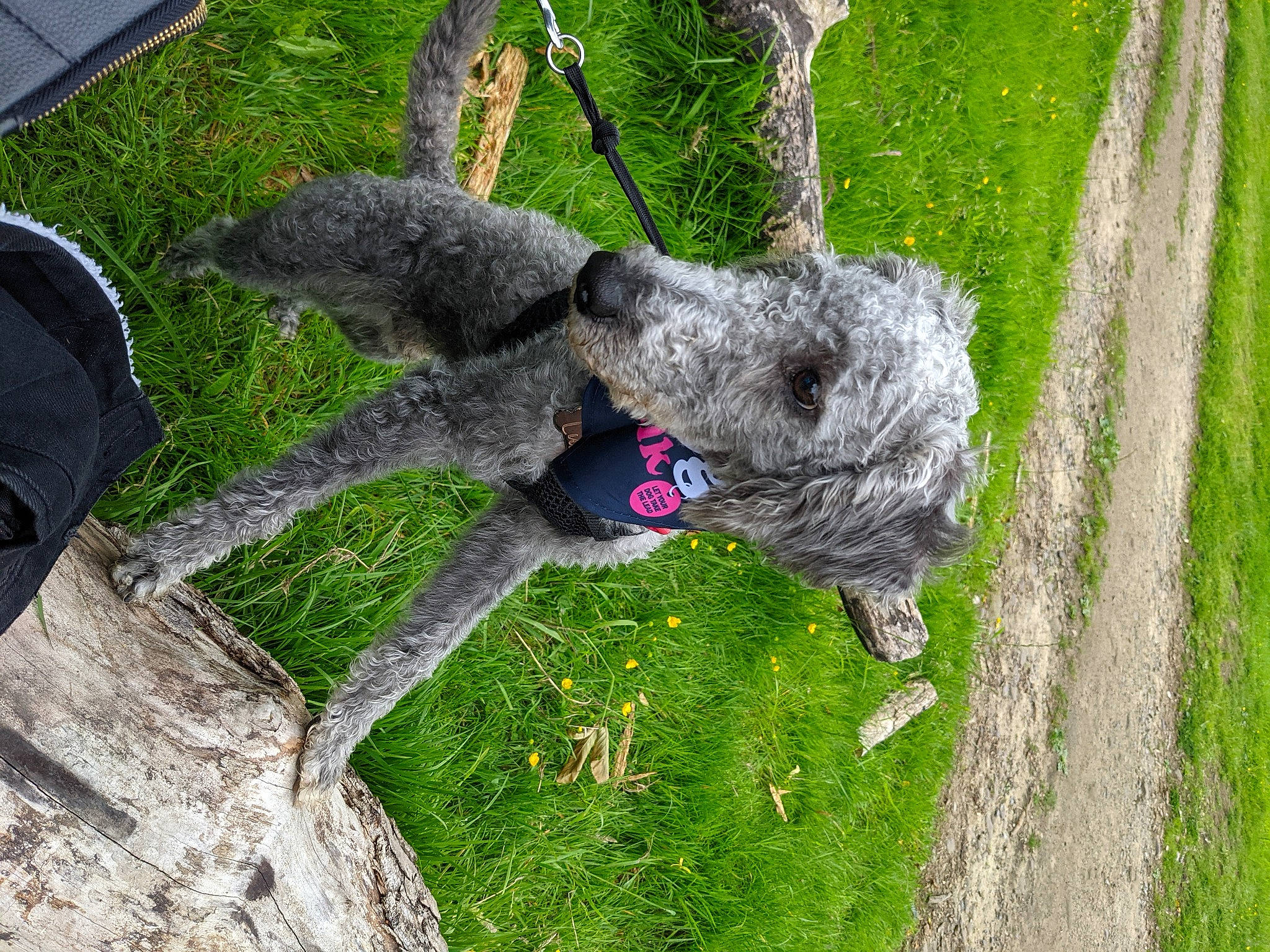 Luka is registered to the contest to win money with this photo: art, canidae, carnivore, companion_dog, dog, dog_breed, grass, grass_family, groundcover, landscape, military_camouflage, plant, shrub, soil, sporting_group, tree, trunk, water_dog, wood, working_animal