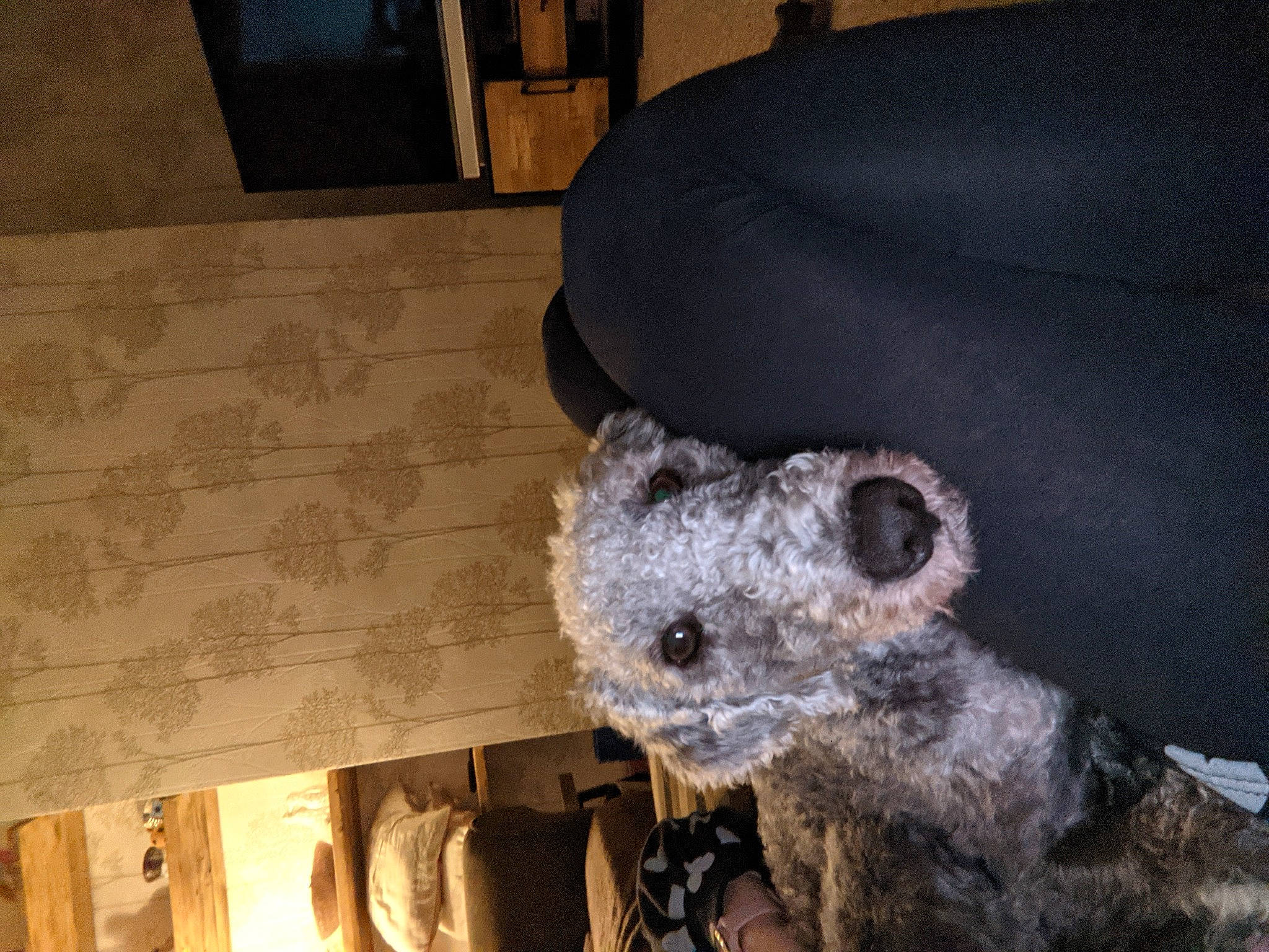 Luka joined the competition — help win amazing prizes! art, canidae, carnivore, comfort, couch, dog, dog_breed, flooring, fur, hardwood, koala, non_sporting_group, picture_frame, room, snout, sporting_group, television, terrestrial_animal, wood, working_animal