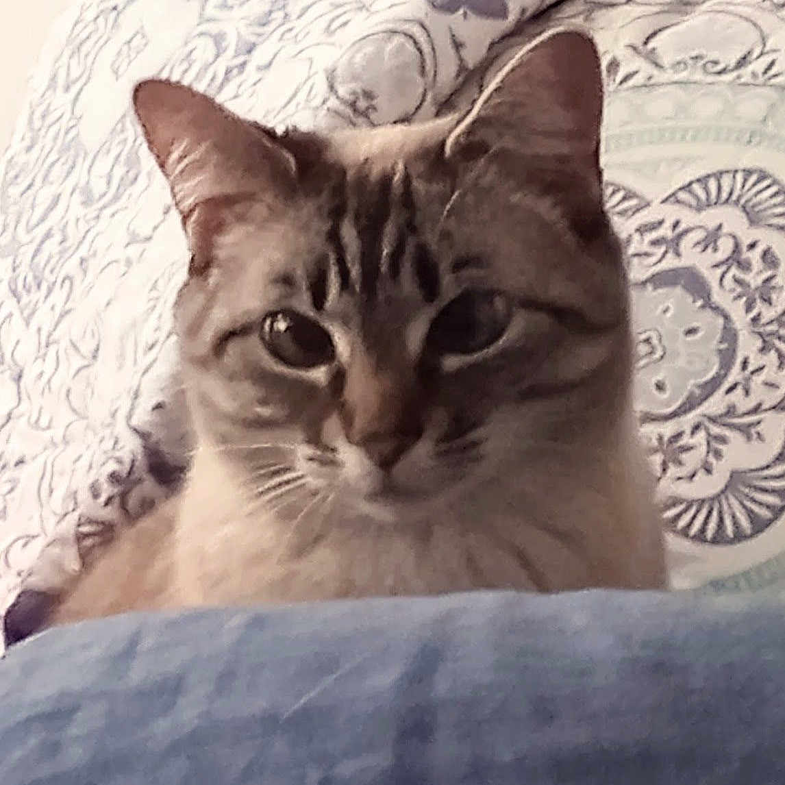 Reinger is registered to the contest to win money with this photo: abyssinian, animal, bed, blanket, cat, couch, cushion, face, furniture, head, homedecor, indoors, kitten, linen, manx, person, pet, photography, portrait, quilt