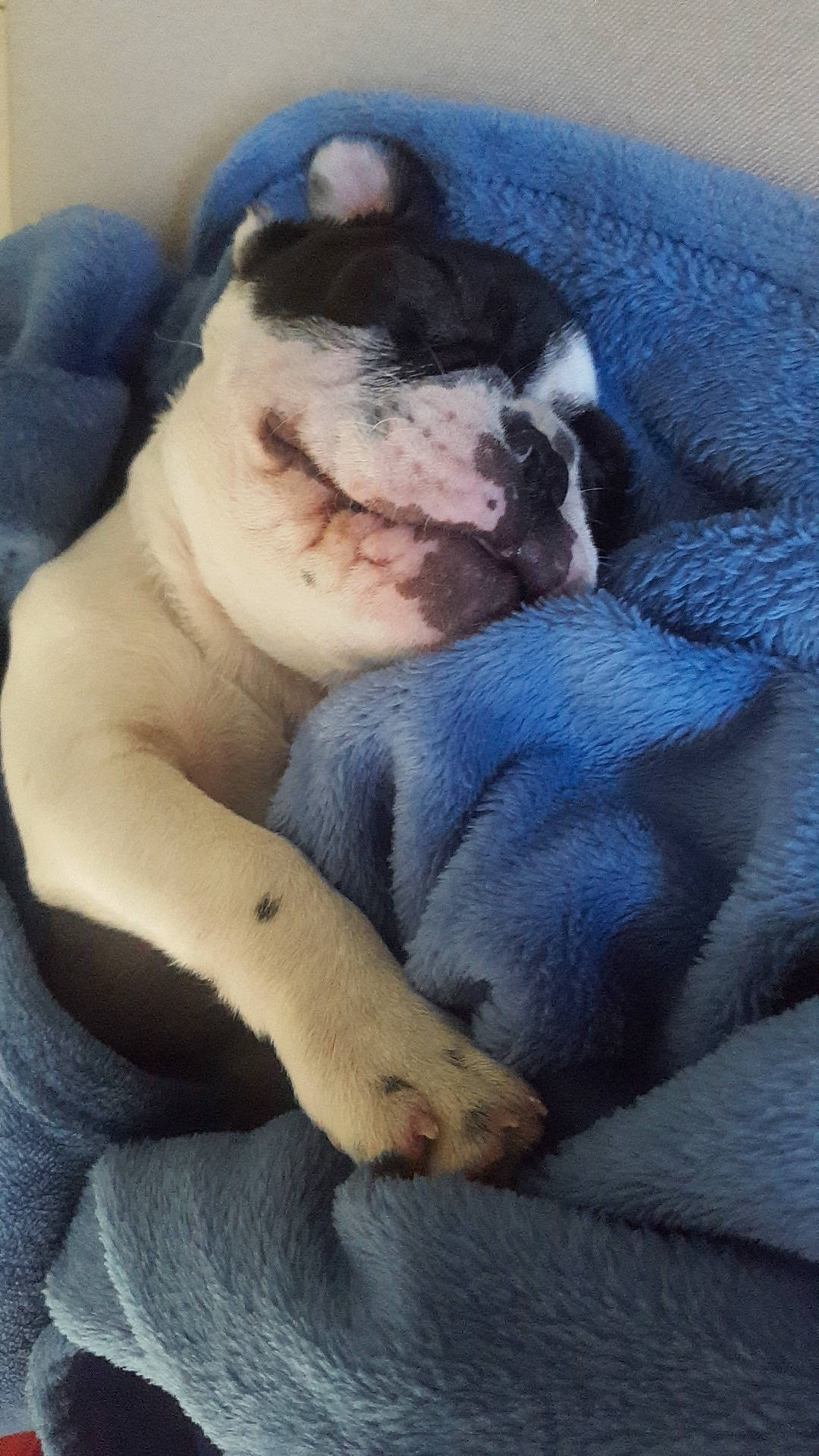 Droopy a rejoint le concours — aidez-le/la à gagner de superbes lots ! american_bulldog, boston_terrier, bulldog, canidae, carnivore, companion_dog, dog, dog_breed, fawn, mammal, nap, non_sporting_group, old_english_bulldog, olde_english_bulldogge, puppy, puppy_love, snout, toy_bulldog, valley_bulldog