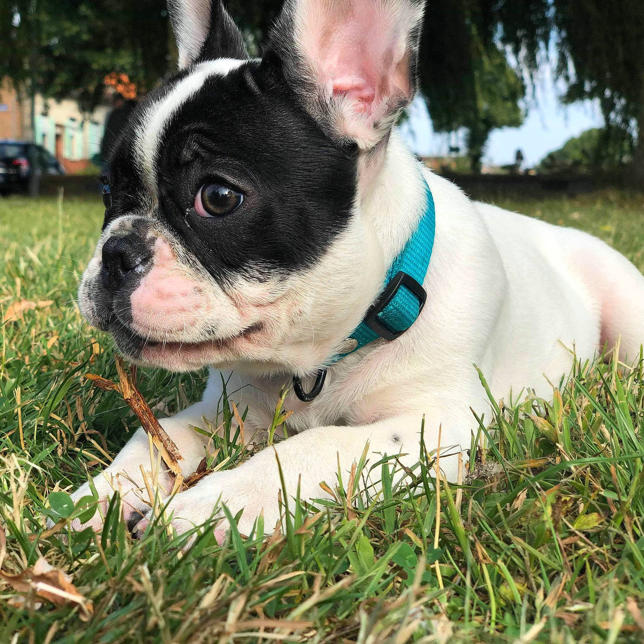 Droopy a rejoint le concours — aidez-le/la à gagner de superbes lots ! australian_bulldog, boston_terrier, bulldog, canidae, carnivore, companion_dog, dog, dog_breed, french_bulldog, grass, mammal, molosser, non_sporting_group, plant, puppy, rare_breed_dog, snout, sporting_group, toy_bulldog, vertebrate