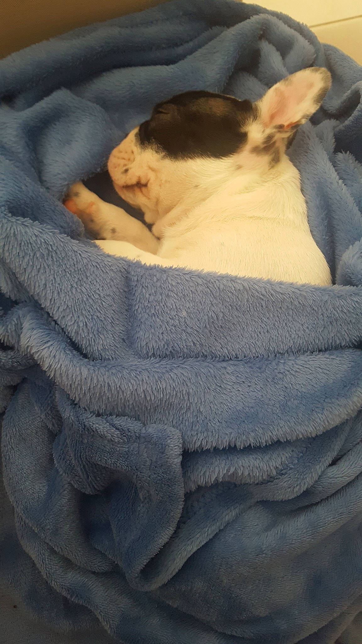 Droopy participe au concours pour gagner de l'argent avec cette photo : boston_terrier, canidae, carnivore, dog, dog_breed, fawn, nap, non_sporting_group, snout