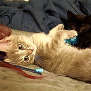 Chloe And Coco joined the competition — help win amazing prizes! bed, black_cat, blanket, blue_toy, cat, closeup, cozy, cuddle, cute, furry, gaze, indoor, kitten, lying_down, paws, pet, playful, tabby_cat, toy, whiskers