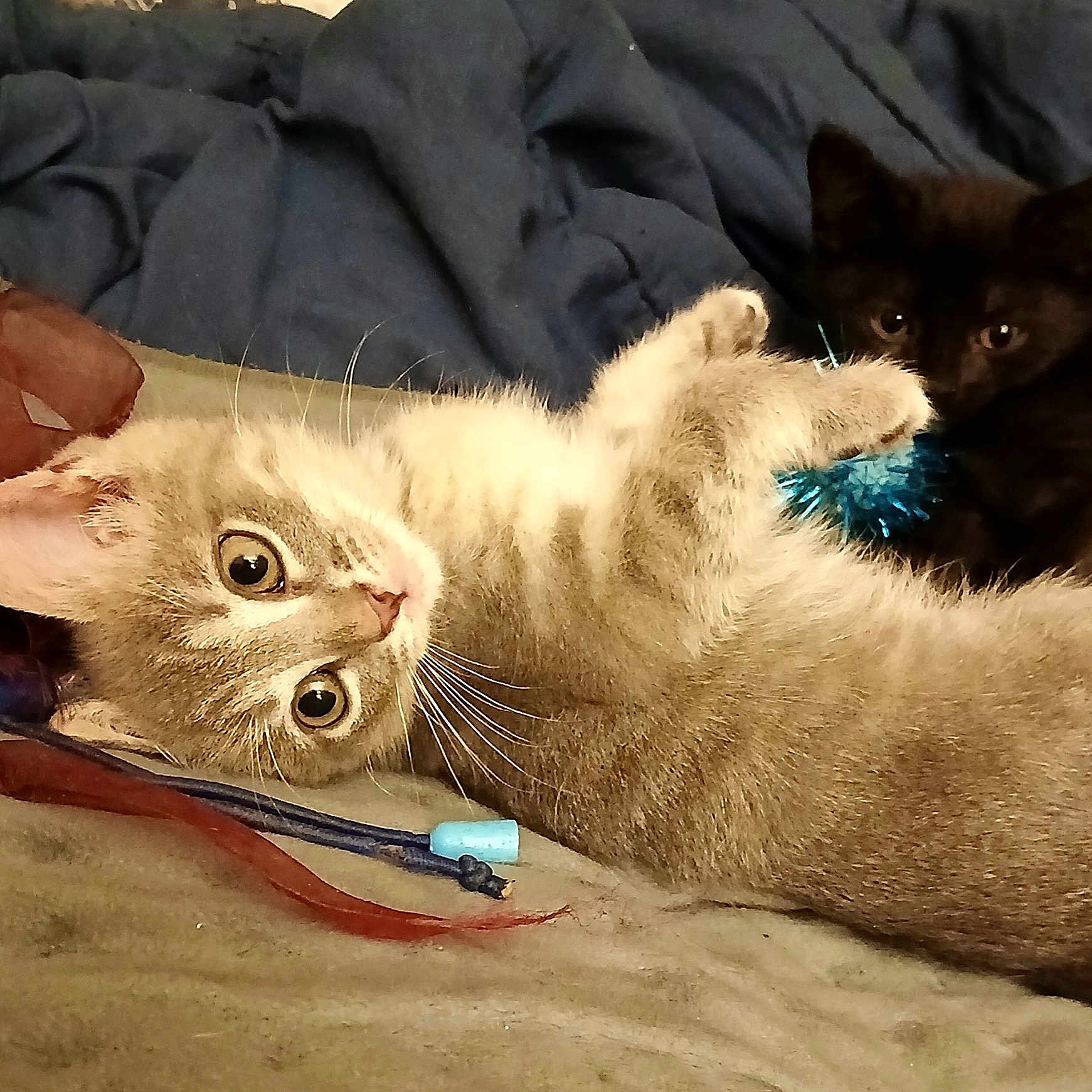 Chloe And Coco joined the competition — help win amazing prizes! bed, black_cat, blanket, blue_toy, cat, closeup, cozy, cuddle, cute, furry, gaze, indoor, kitten, lying_down, paws, pet, playful, tabby_cat, toy, whiskers