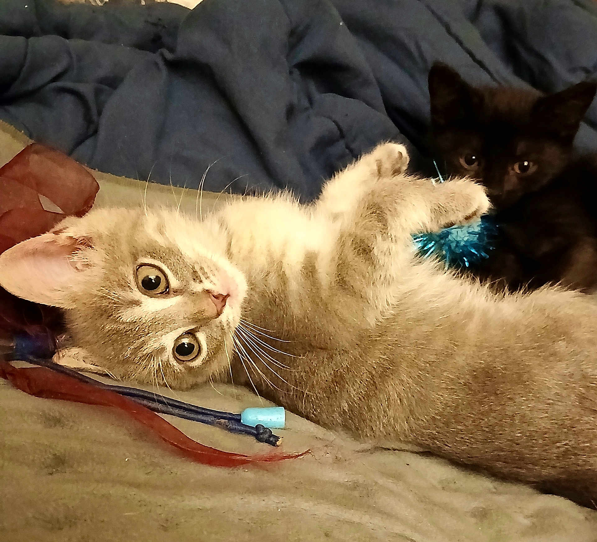 Chloe And Coco joined the competition — help win amazing prizes! bed, black_cat, blanket, blue_toy, cat, closeup, cozy, cuddle, cute, furry, gaze, indoor, kitten, lying_down, paws, pet, playful, tabby_cat, toy, whiskers
