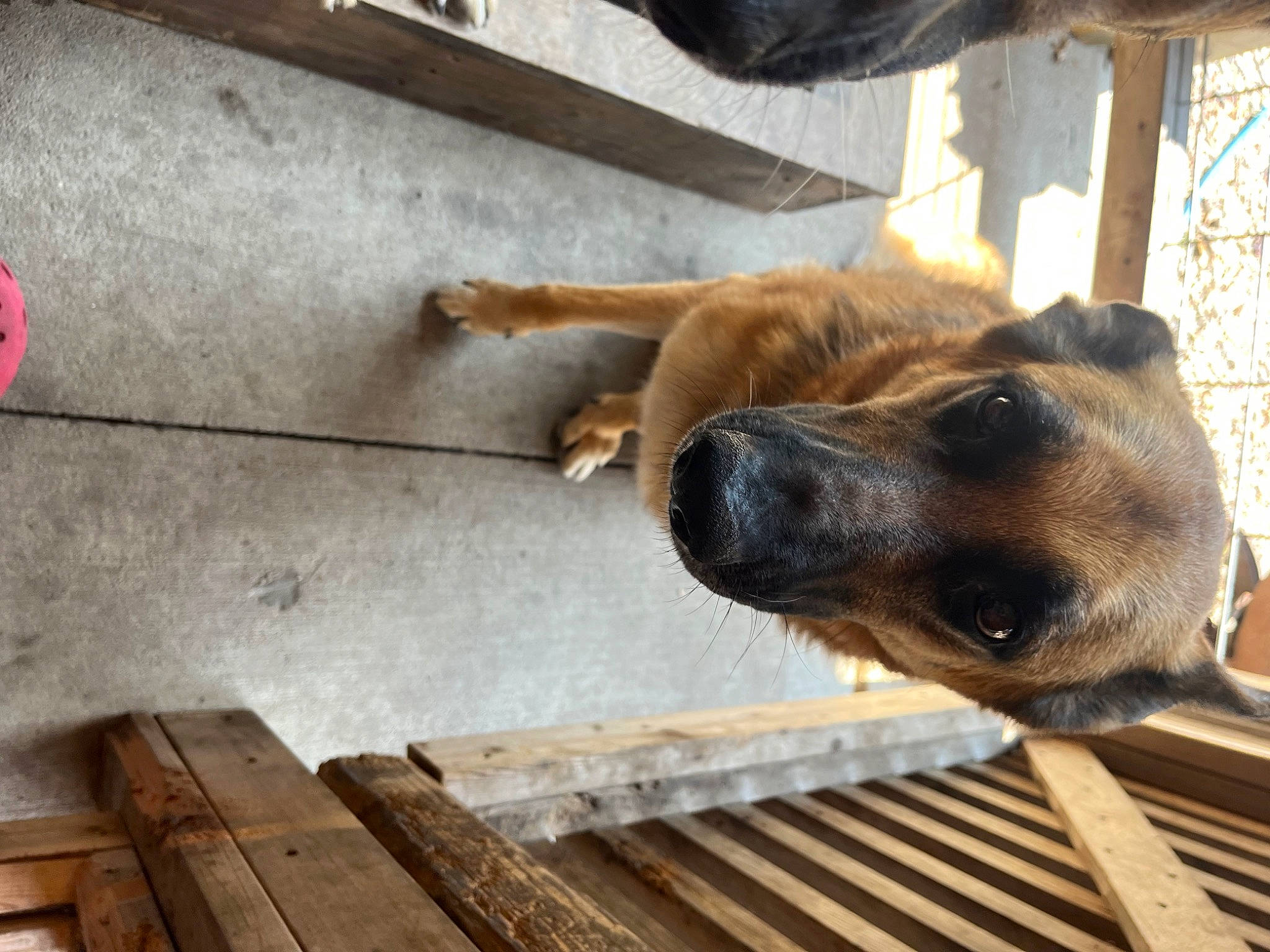 Ethel joined the competition — help win amazing prizes! animal_shelter, carnivore, dog, dog_breed, fawn, flooring, fur, hardwood, liver, pet_supply, plank, snout, terrestrial_animal, whiskers, wildlife, window, wood, wood_stain, working_animal