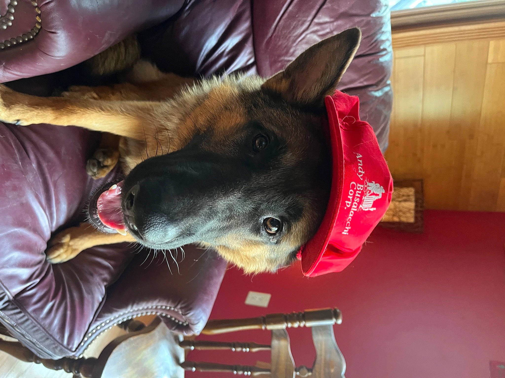 Dude is registered to the contest to win money with this photo: canidae, carmine, carnivore, collar, comfort, companion_dog, dog, dog_breed, ear, fawn, fur, lap, non_sporting_group, snout, sporting_group, working_animal, working_dog