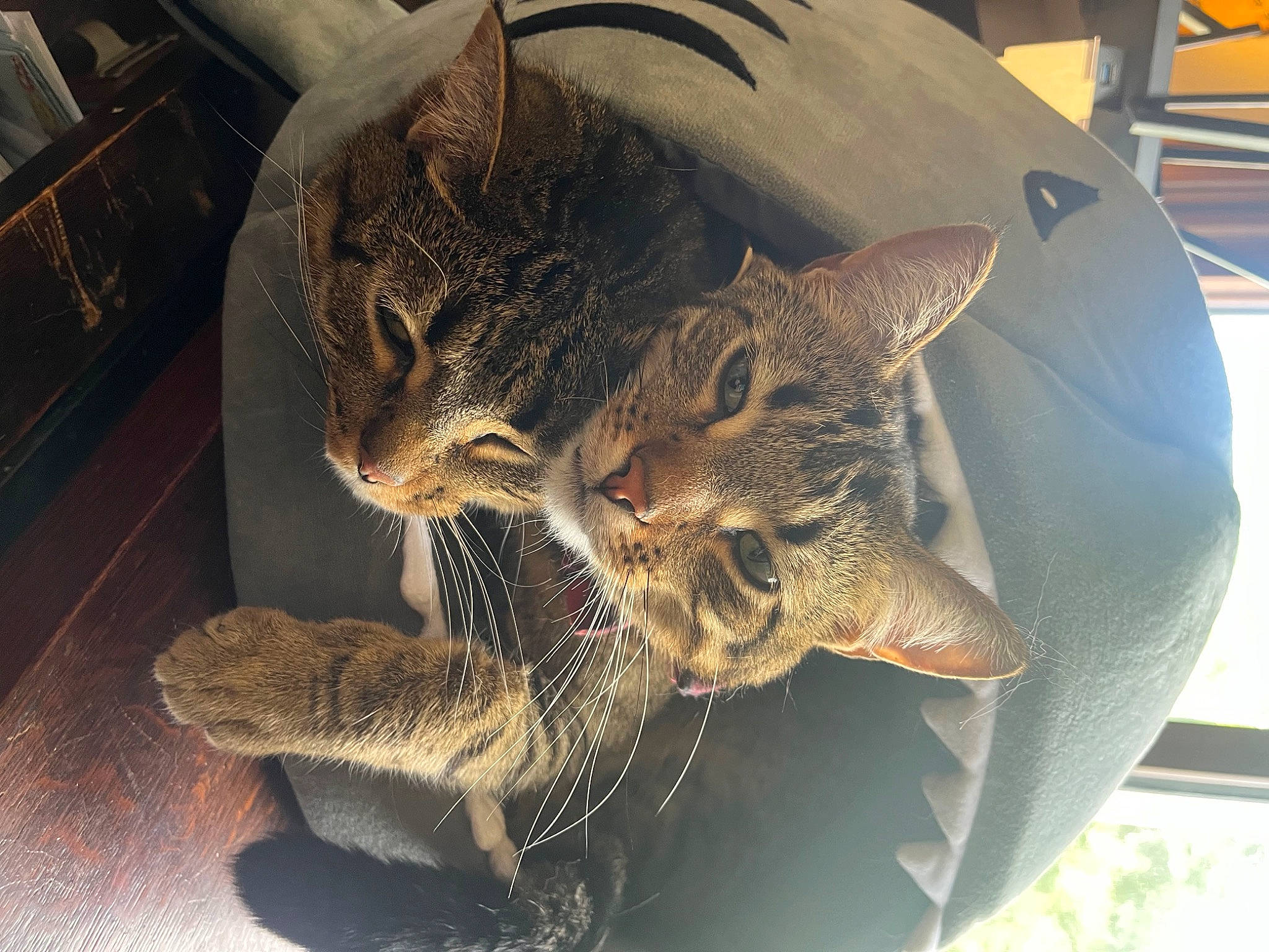 Bread And Butter joined the competition — help win amazing prizes! carnivore, cat, claw, domestic_short_haired_cat, felidae, fur, grass, houseplant, metal, pattern, paw, plant, small_to_medium_sized_cats, snout, tail, terrestrial_animal, tree, whiskers, wildlife