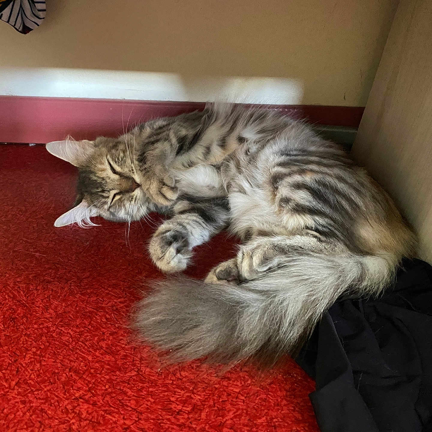 Minette a rejoint le concours — aidez-le/la à gagner de superbes lots ! angora, animal, canine, cat, furniture, hair, hardwood, indoors, interiordesign, kitten, manx, mat, person, pet, sleeping, stainedwood, wood