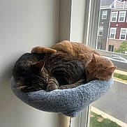 Beast is registered to the contest to win money with this photo: cat, cats, sleeping, nap, cozy, cat_perch, window, sunlight, indoor, pet, feline, fur, resting, ginger_cat, tabby_cat, animal, cute, home, quiet, companions